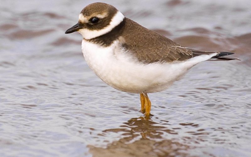 Le Pluvier grand-gravelot (image Wikipédia)