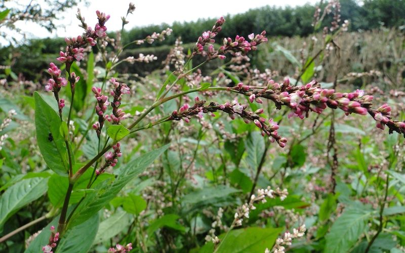 Persicaria tinctoria (image Wikipedia)