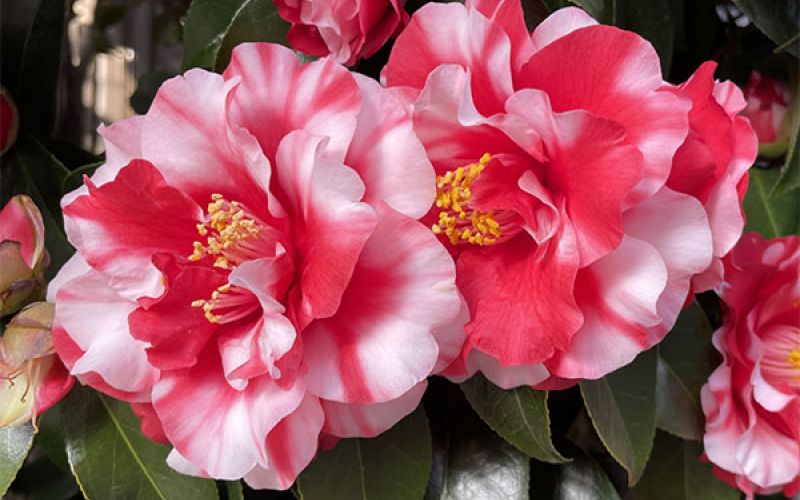 Variété 'Daikagura'