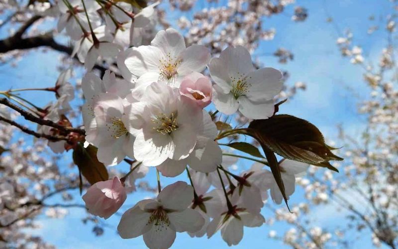 Variété 'Arashiyama'