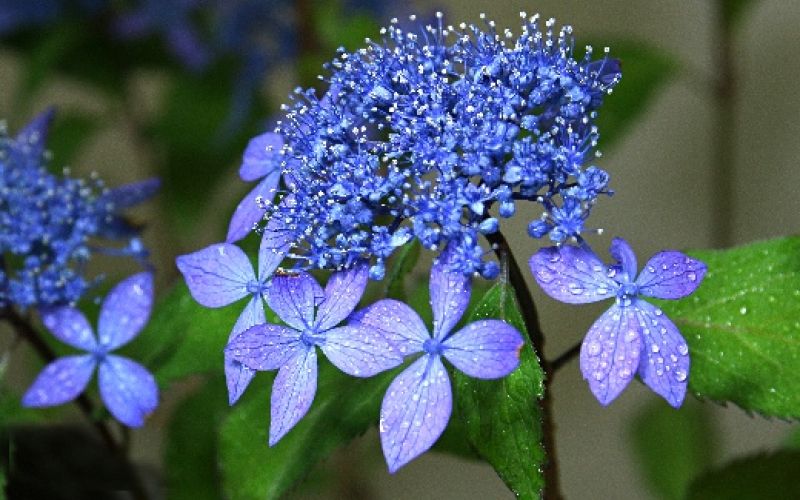 Variété 'Fugen-no-hana'