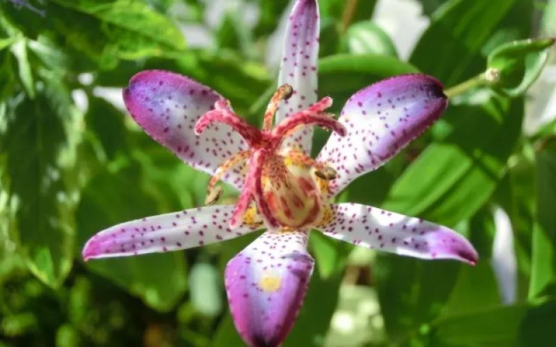 Variété 'Edo-no-hana'