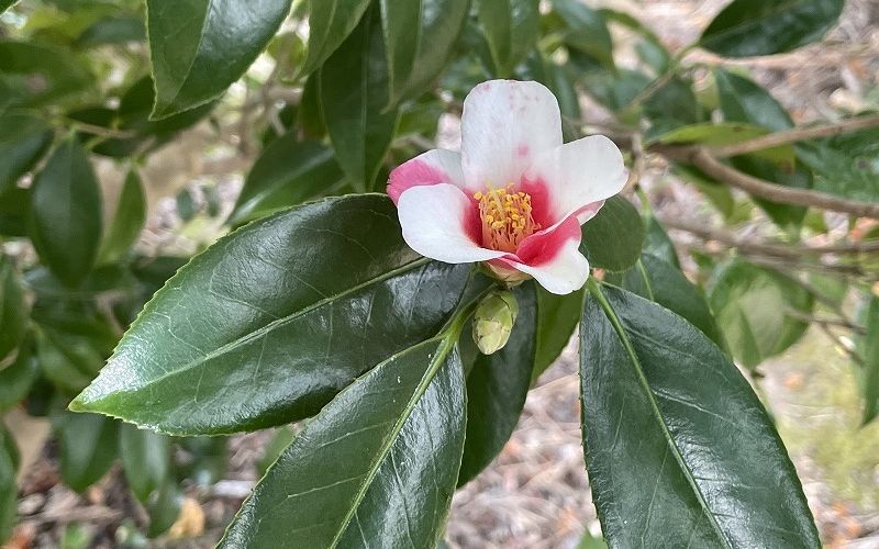 Variété 'Kochō-wabisuke'