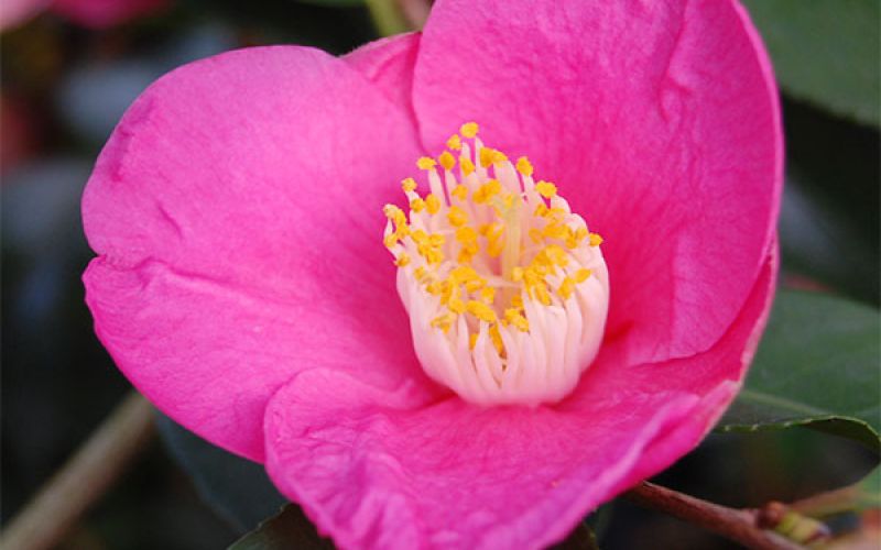 Variété 'Koto-no-kaori'
