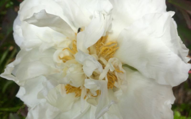 Variété 'Hakubanryū'
