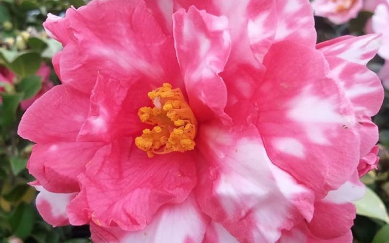 Variété 'Kasugayama'