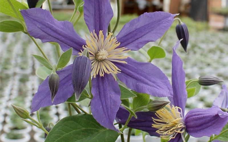 Variété 'Fukuzono'