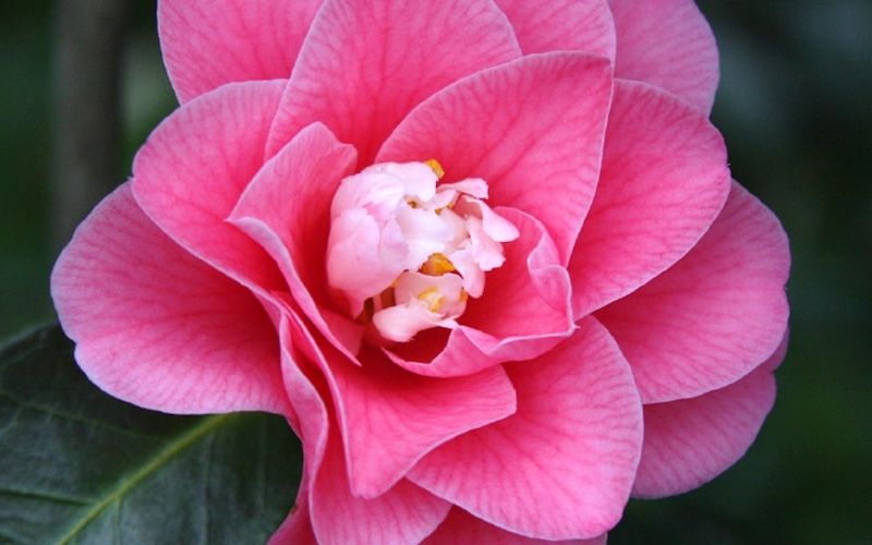 Variété 'Hishikaraito'