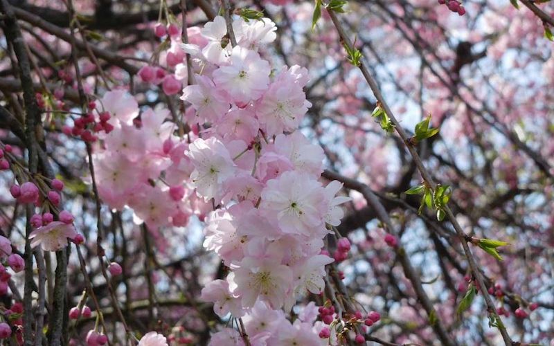 Variété 'Ujō-shidare'