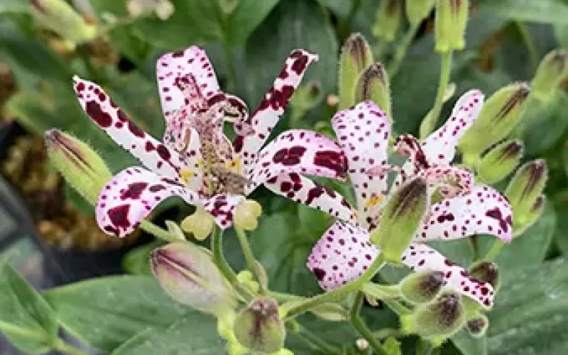Variété 'Komon'