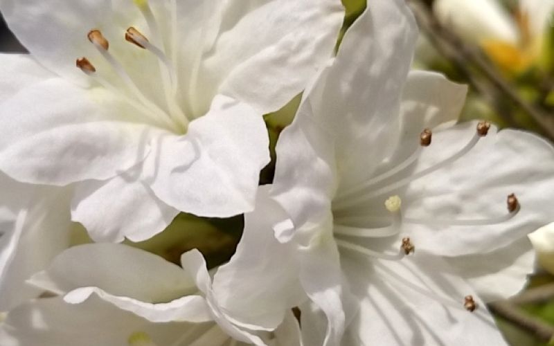 Variété 'Kure-no-yuki'