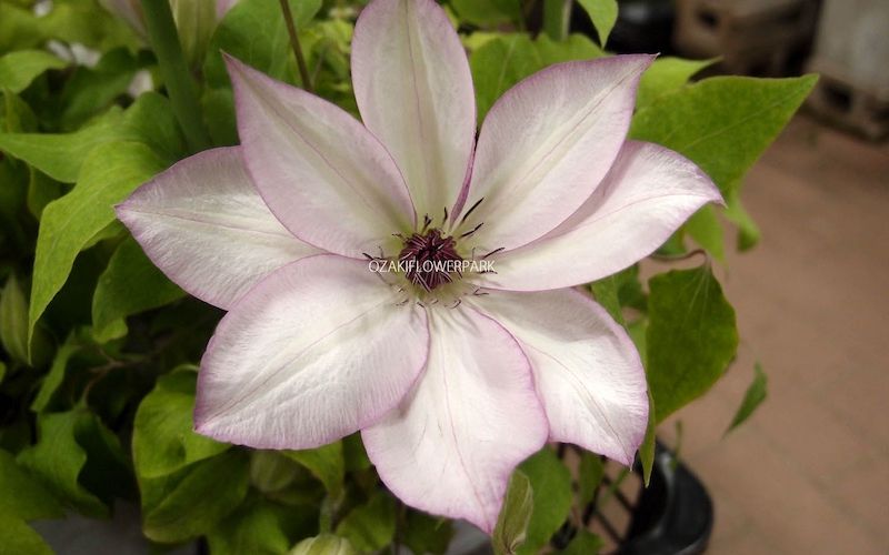 Variété 'Omoshiro'