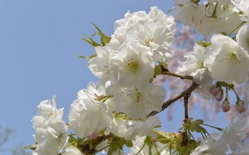 Variété 'Shirotae'