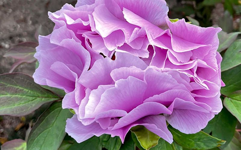 Variété 'Shimane-chōjuraku'