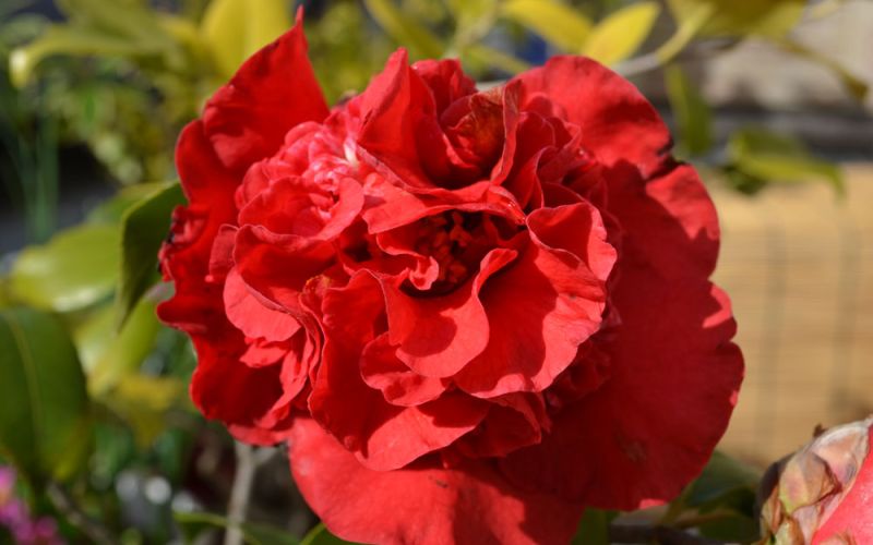 Variété 'Beni-arajishi'