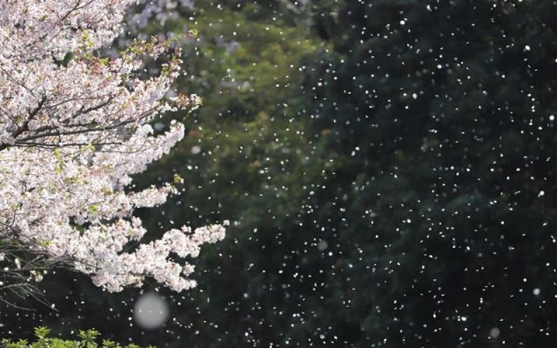 Variété 'Chiri-hime'