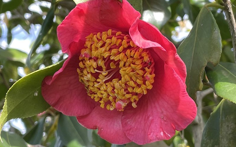 Variété 'Kumagai'