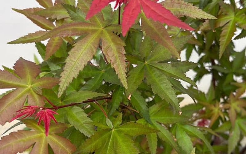 Variété 'Chishio'