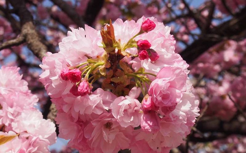 Variété 'Azuma-nishiki'