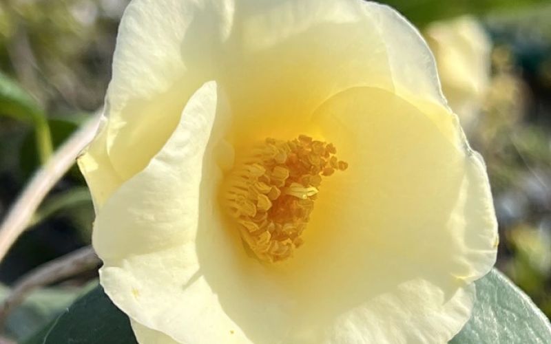 Variété 'Kichō'