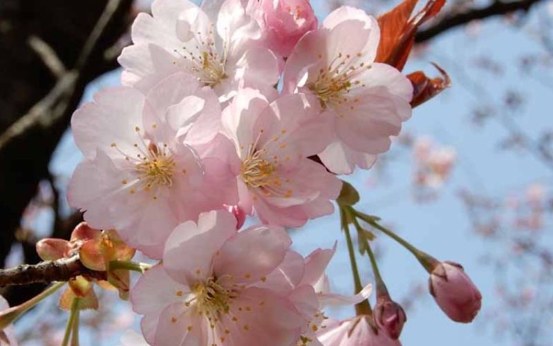 Variété 'Kenrokuen-kumagai'
