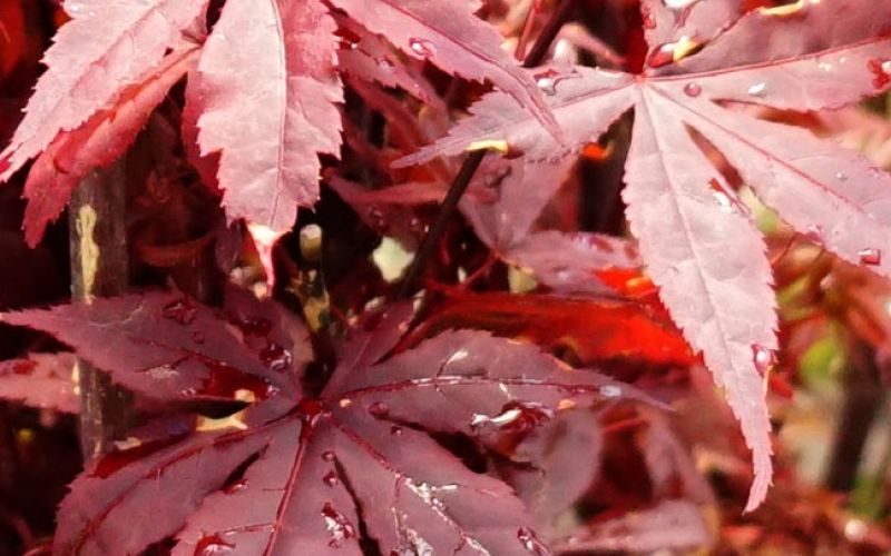 Variété 'Hime-shōjō'