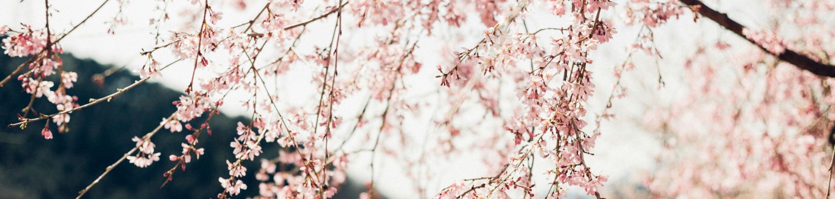 Variétés japonaises ornementales