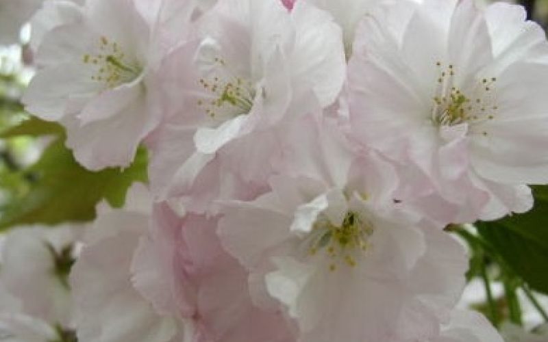 Variété 'Kōdaiji'