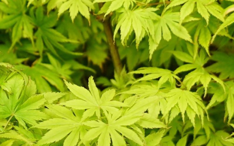 Variété 'Ki-hachijō'