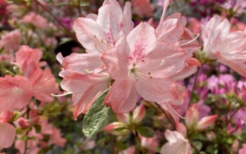 Variété 'Hinode-no-kumo'