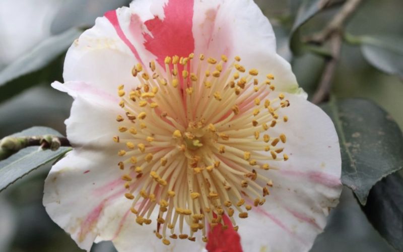 Variété 'Kyō-nishiki'