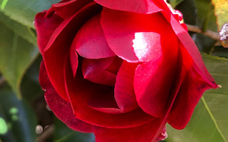 Variété 'Konron-koku'