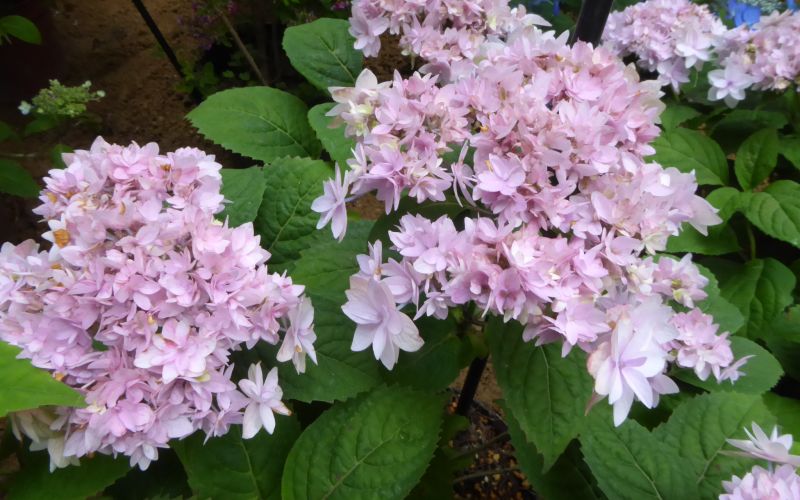 Variété 'Hirose-no-hana'