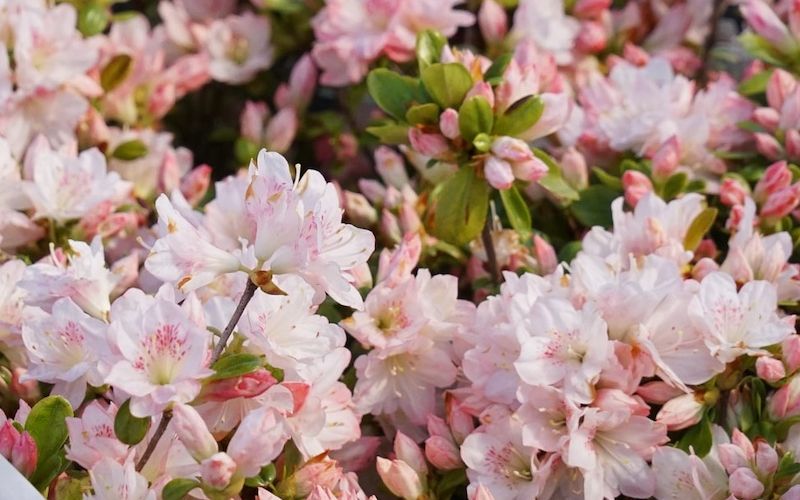Variété 'Azuma-kagami'
