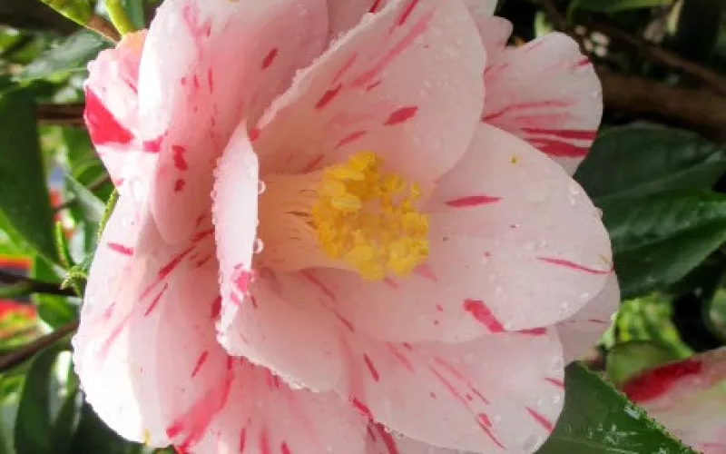Variété 'Haru-no-utena'