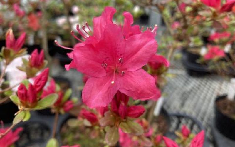 Variété 'Hinode-kirishima'