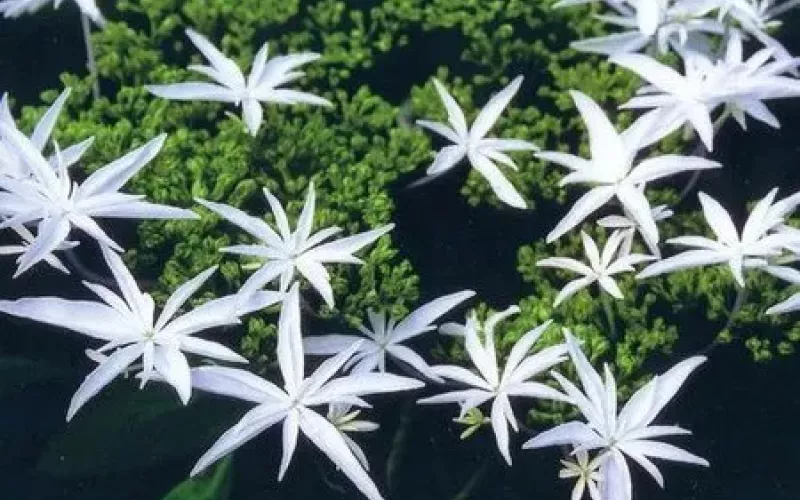 Variété 'Hachijō-chidori'