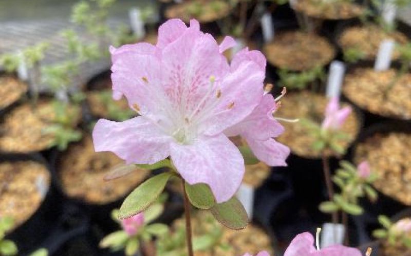 Variété 'Kasugano'