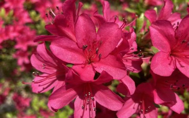 Variété 'Hinode-no-taka'
