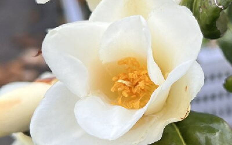 Variété 'Kogane-yuri'