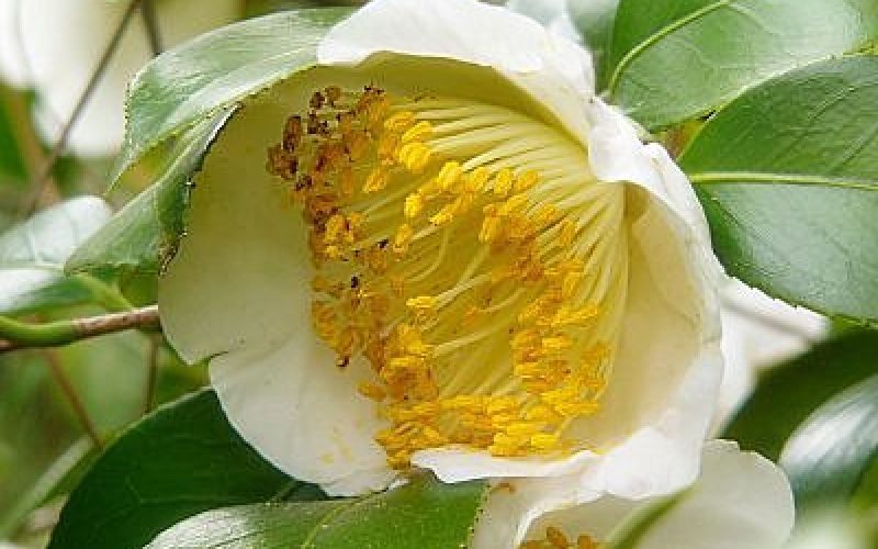 Variété 'Fuji'