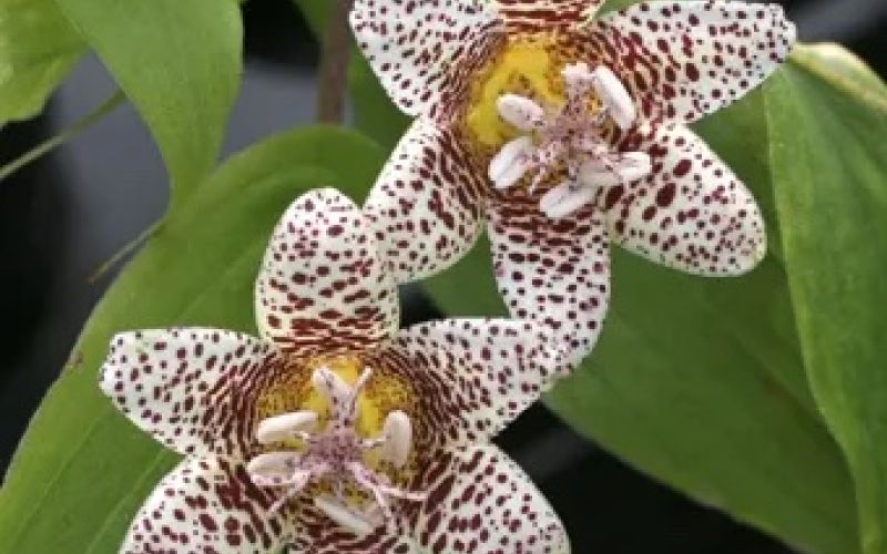 Variété 'Kohaku'