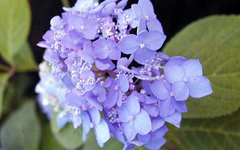 Variété 'Akishino-temari'