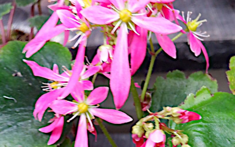 Variété 'Ayaka'