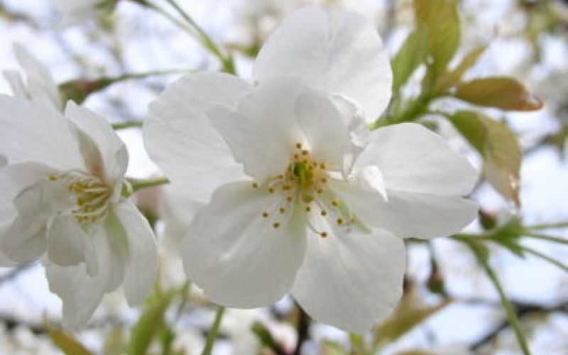 Variété 'Hotate'