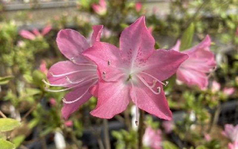 Variété 'Kuruma-gaeshi'