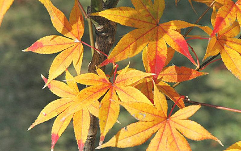 Variété 'Ichigyōji'