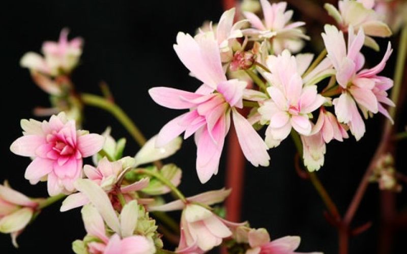 Variété 'Komochi'