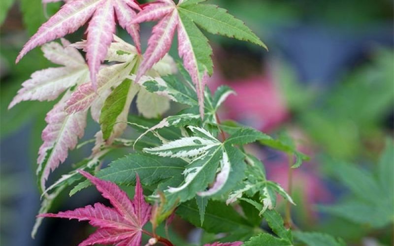 Variété 'Asahi-zuru'