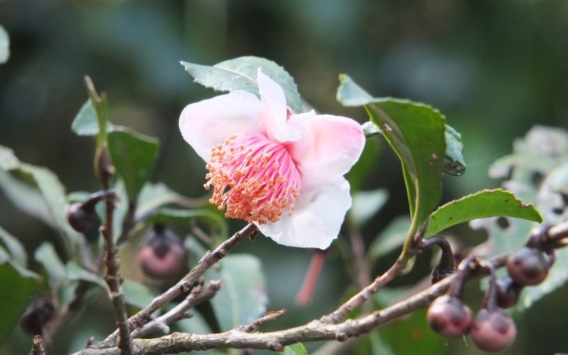 Variété 'Benibana-cha'